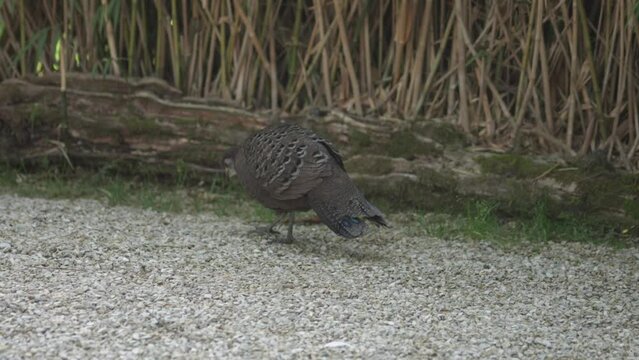 Burmese Grey Peacock Pheasant. Polyplectron bicalcaratum bicalcaratum living on the ground in nature. 