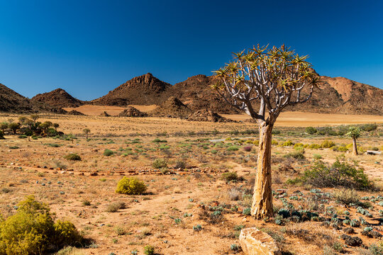 A single famous Quiver Tree, Kokerboom, (Aloe dichotoma) standing alone in a typical dry wide african landscape in South Africa, near Springbok. 