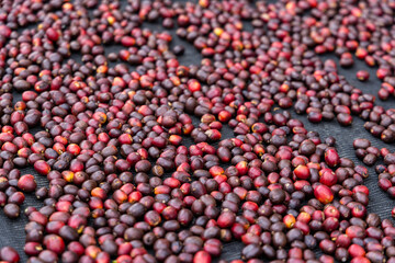 Traditional method of drying coffee bean