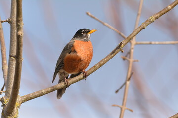 American Robin on branch with blue sky background
