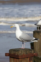 Seagull on the Norfolk Coast Walcott UK