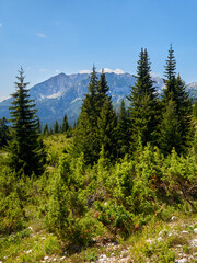 Beautiful landscape of Durmitor National Park in summer, with trees and the mountains in the background. Zabljak, Montenegro, Europe