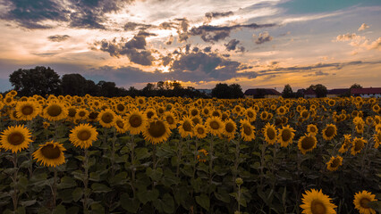 Obraz premium sunflower field at sunset
