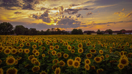 Fototapeta premium Sunflower field