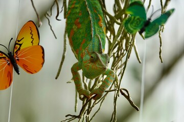 Chameleon with fake butterflies. Multicolor Beautiful Chameleon closeup reptile with colorful bright skin. The concept of disguise and bright skins. Exotic tropical pet. High quality photo