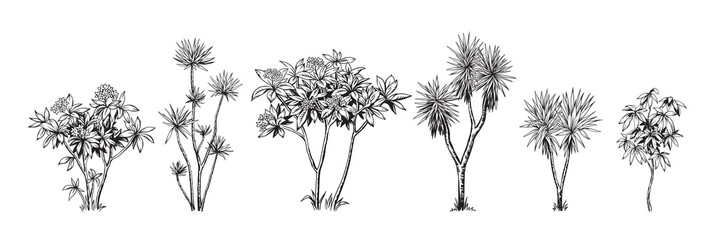 Hand drawn black and white tropical trees. Vector illustration set with exotic plants. Foliage design. Botanical element isolated on a white background.