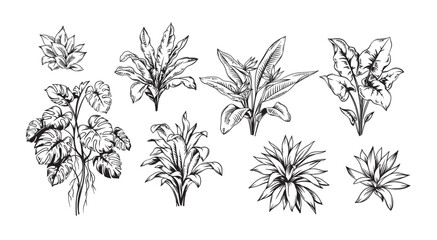 Hand drawn black and white tropical plants. Vector illustration set. Foliage design. Botanical element isolated on a white background. © Anna Sm