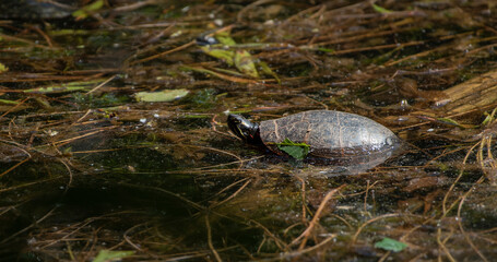 Eastern Painted Turtle