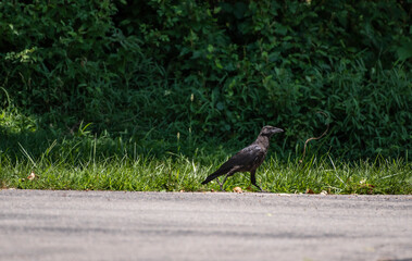 American Crow