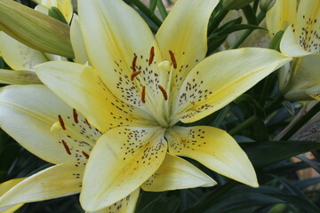 Luxurious lily in the garden