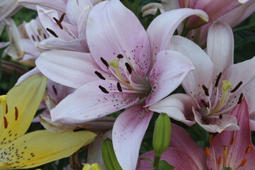 A huge bouquet of beautiful lilies