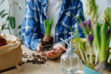 Close-up of female hands transplanting hyacinth into a new pot. Spring time.