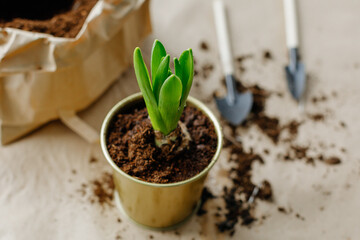 Gardening tools and green hyacinth plant in pot on table