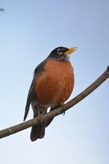 American Robin on branch with blue sky background