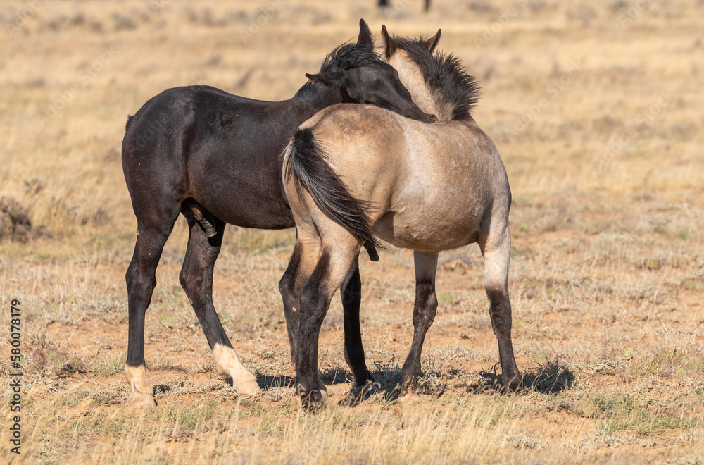 Wall mural Pair of Young Wild Horse Stallions Sparring in the Wyoming Desert in Autumn - Wall murals