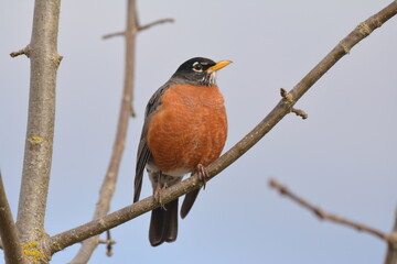 American Robin on branch with blue sky background