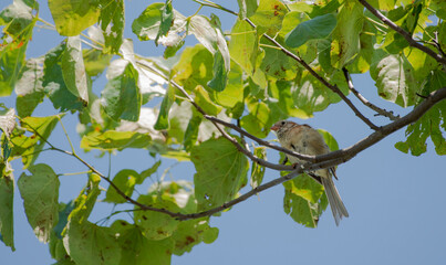 Fototapeta premium Field Sparrow