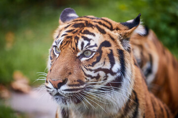 Tiger. Tiger head close-up on a green background. The wild nature. Zoo.