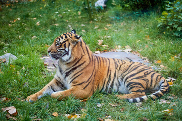 Fototapeta na wymiar Tiger lies on green grass in sunny weather. The wild nature. Zoo.