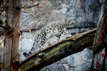 Snow Leopard. A full-length Snow Leopard walks along a fallen tree. The wild nature. Zoo. - Powered by Adobe