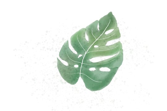 Watercolour hand drawn monstera plant leaf illustration