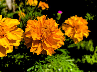 Yellow flowers in the garden