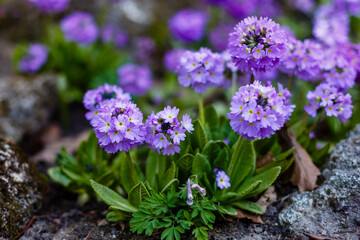 Small-toothed primrose or small-toothed primrose ( lat. Primula denticulata ) in spring garden