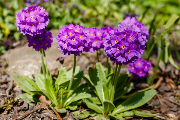 Small-toothed primrose or small-toothed primrose ( lat. Primula denticulata ) in spring garden