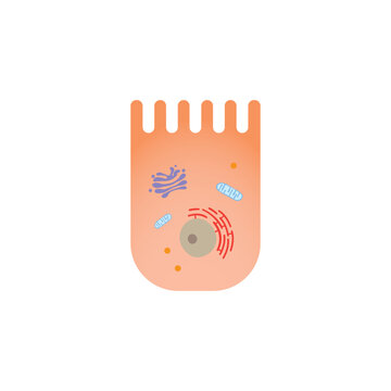 Scientific Designing of Enterocyte (intestine Cell). Vector Illustration.
