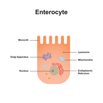 Scientific Designing of Enterocyte (intestine Cell). Vector Illustration.