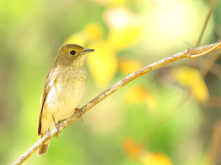 神戸森林植物園のキビタキ・メス