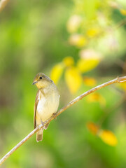 神戸森林植物園のキビタキ・メス