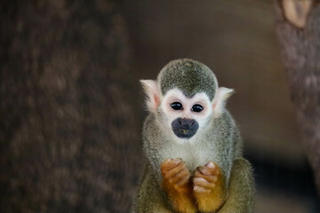 Monkey, long tail in tropic forest. Squirrel monkey, Saimiri oerstedii, sitting on the tree trunk