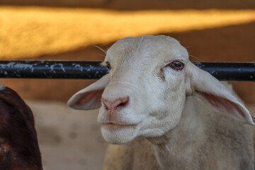 Goat. Portrait of a goat on a farm in the village. Beautiful goat posing. - obrazy, fototapety, plakaty