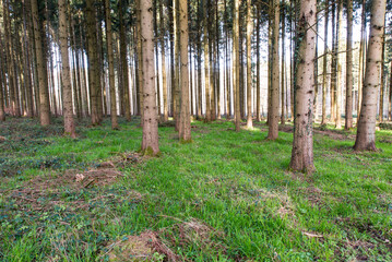 green moos on ground of conifer forest