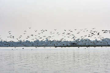 Indian cormorant groups flying over a lake in Tripura , India .