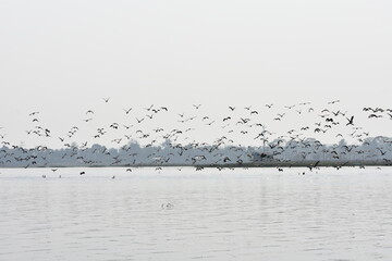 Indian cormorant groups flying over a lake in Tripura , India .