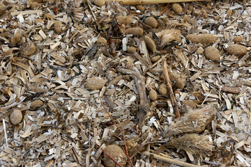 des algues séches sur la plage