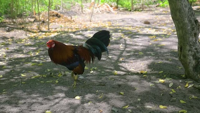A cockerel shows off, tied by one leg, in the Philippines