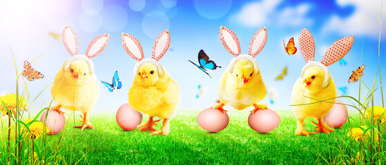 Little cute newborn baby chick for Easter celebration.