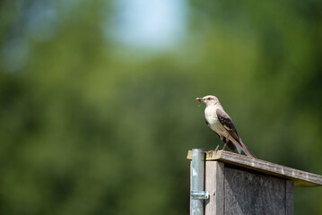 Northern Mockingbird