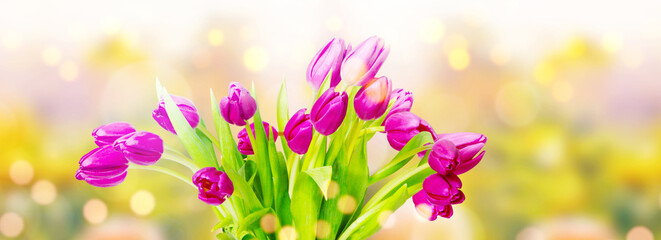 Beautiful tulips. Spring nature background for web banner and card design.