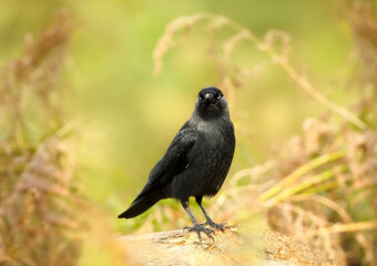 Fototapeta premium Close-up of a Carrion crow perched on a log