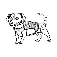 Dog cartridge in body armor. Legendary sapper dog from Ukraine. Drawing with black lines, marker, line art. Vector illustration