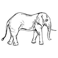 Elephant silhouette in full growth. Side view. Drawing with black lines, marker, line art. Vector illustration