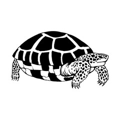 Land turtle. Side view. Drawing with black lines, marker, line art. Vector illustration