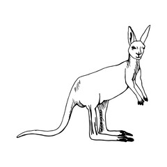 Funny kangaroo silhouette. Drawing with black lines, marker, line art. Vector illustration