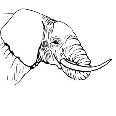 Elephant head with trunk in mouth. Side view. Drawing with black lines, marker, line art. Vector illustration