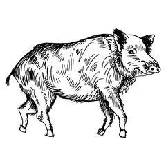 A wild boar. Side view. Drawing with black lines, marker, line art. Vector illustration