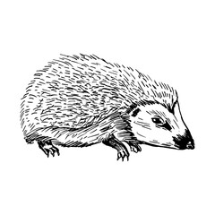 Hedgehog. Side view. Drawing with black lines, marker, line art. Vector illustration